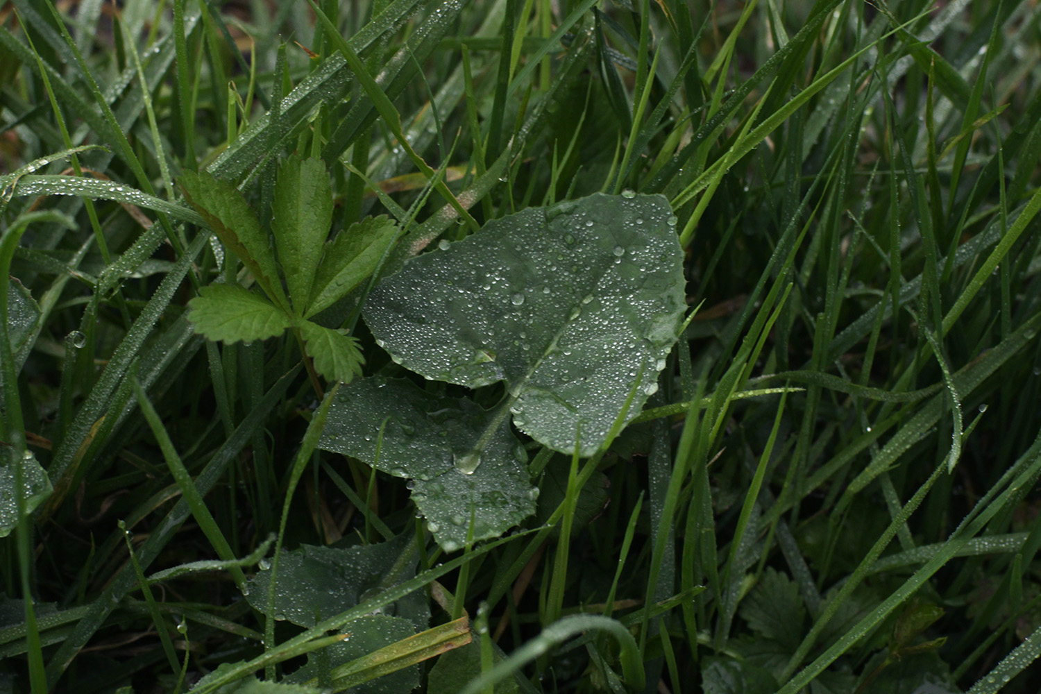 Grass picture