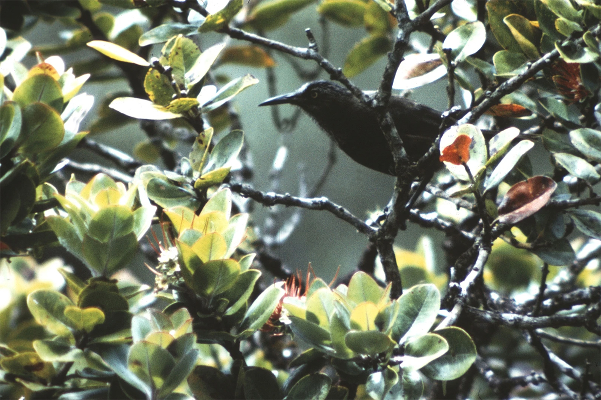 Photo of last male Kauaʻi ʻōʻō